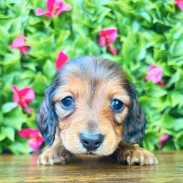 Wrenley 3200 - Red female Dachshund puppy in Sylvania, Alabama from Yancey’s Doxies