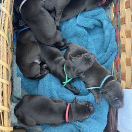 Red Collar - Chocolate male Labrador Retriever puppy in Wyocena, Wisconsin from Da-Koda High Kennels