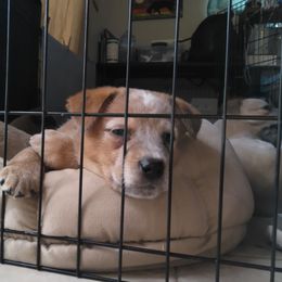 Australian Cattle Dog Puppies from FullMoon Cattle Dogs