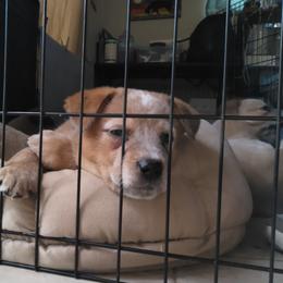 Australian Cattle Dog Puppies from FullMoon Cattle Dogs