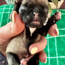 Pug Puppies from Masters Pugs