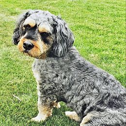 Dakota - Bernedoodle
