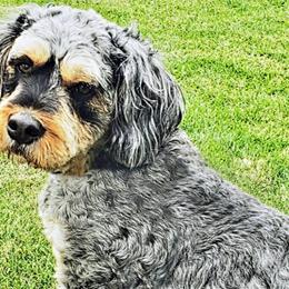 Dakota - Bernedoodle