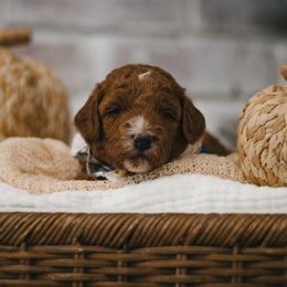 Blue Collar Tempo - Red  male Goldendoodle puppy in Newport Beach, California from High Desert Doodles