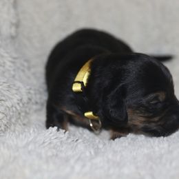 Yellow collared girl - Black and tan female Dachshund puppy in New Canton, Virginia from Mount Calm Golden Retrievers