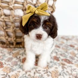 Wren- yellow collar girl - Tri-color female Cavapoo puppy in Melbourne, Florida from Space Coast Doodle Co.