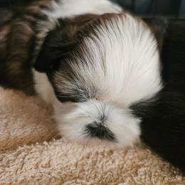 Female 1 - Tricolor female Shih Tzu puppy in Riverview, Florida from Dancing Sun Breeding