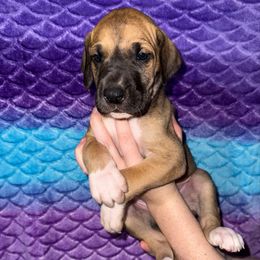 Pamela - Fawn female Great Dane puppy in Orange Grove, Texas from Shadow Veil Dane’s