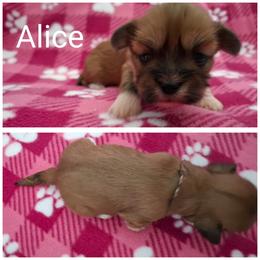 Alice - Red gold female Lhasa Apso puppy in Cincinnati, Ohio from Shangri-La Lhasa Apsos
