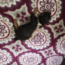 Piston - Black and tan male Yorkshire Terrier puppy in Sidney, Ohio from Little Yorkie World