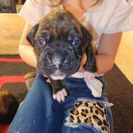 Boxer Puppies from Andrus Family Boxers
