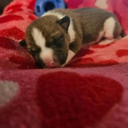 Jasper - Red and white male Basenji puppy in New Providence, Pennsylvania from Buck Iron Stables Kennel