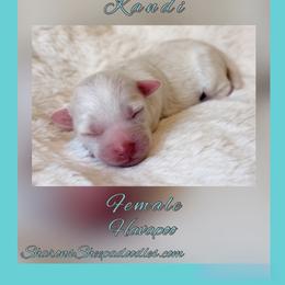 Kandi - Cream female Havapoo puppy in Roseburg, Oregon from Sharon’s Sheepadoodle’s