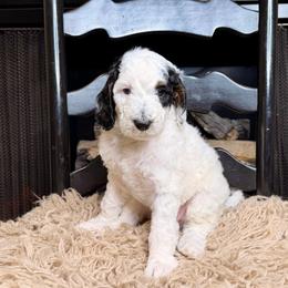 Oreo - Tri-color male Bernedoodle puppy in Tyner, Kentucky from Good Dog Doodles