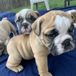 Bulldogs from Large Marge English Bulldogs