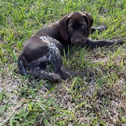 German Shorthaired Pointer Puppies from Dem Feuerhaus Gun Dogs