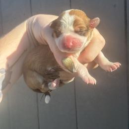 Poppy - Red and white female American Corgi puppy in East Oakdale, California from Rhettro Kennels