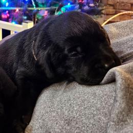 Theodore - Black male Labrador Retriever puppy in Davenport, Washington from LynnDee's Kennel