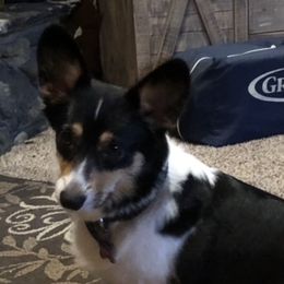 Cricket - Pembroke Welsh Corgi