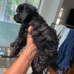 Remy - Black male Yorkipoo puppy in Stafford, Virginia from Morris Doodles Virginia