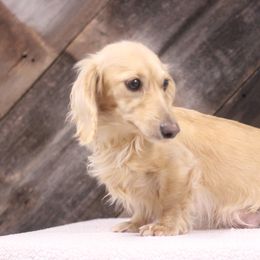 Pearl - Dachshund