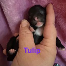 Tulip - Black and white female Chinese Crested puppy in Sweet Home, Oregon from Rhapsody Poodles & Cresteds