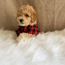 Pekingese, Poodle, and Shih Tzu Puppies from Happy puppies