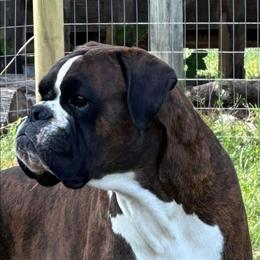 Ascher - Brindle male Boxer puppy in Red Boiling Springs, Tennessee from Silver Rain