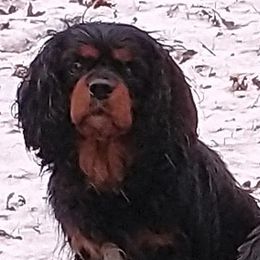 Bernese Mountain Dogs and Cavalier King Charles Spaniels from R-G Kennels
