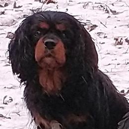 Bernese Mountain Dogs and Cavalier King Charles Spaniels from R-G Kennels