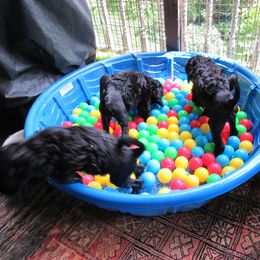 Portuguese Water Dog Puppies from Topsail PWDs