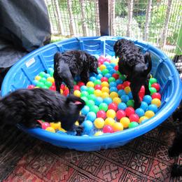 Portuguese Water Dog Puppies from Topsail PWDs