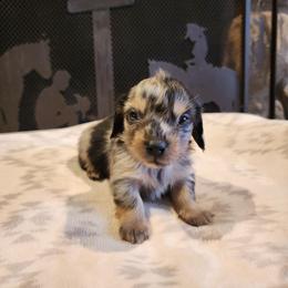 Jones - Dapple male Dachshund puppy in Lindsay, California from Lewis Creek Dachshunds
