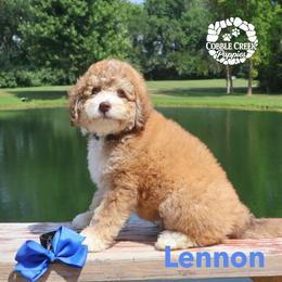 Lennon - Tri-color male Bernedoodle puppy in Heyworth, Illinois from Cobble Creek Puppies