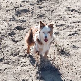 Jack - Miniature Australian Shepherd