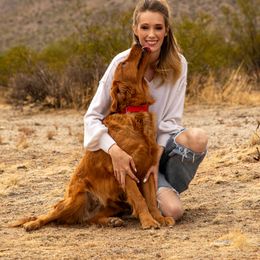 Golden Retriever Puppies from Top Gun Golden Retrievers