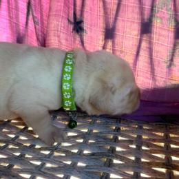 Pear - Yellow male Labrador Retriever puppy in Marietta, South Carolina from Trust in the Lord Labradors