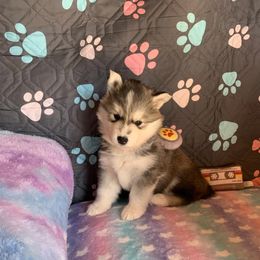 Siberian Husky Puppies from Canace Siberians