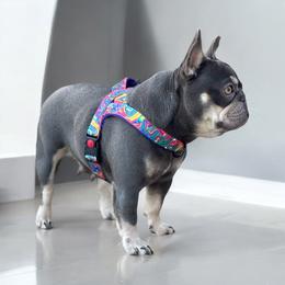 Chikis - French Bulldog