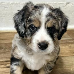 Kodak - Merle male Bernedoodle puppy in Waco, Texas from Hope Valley Doodles