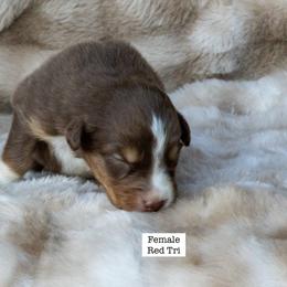 Australian Shepherd Puppies from Acheron Aussies