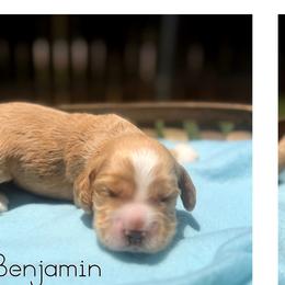 Benjamin - Buff male Cocker Spaniel puppy in Clinton, Oklahoma from Enchanted Spaniels