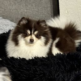 Cedar - Pomeranian