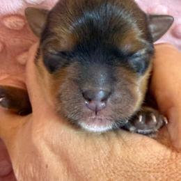 Kit Kat - Chocolate and tan female Yorkshire Terrier puppy in Cameron, Oklahoma from Jane’s Yorkies
