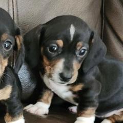 Dachshunds from Jennifer's Dachshunds