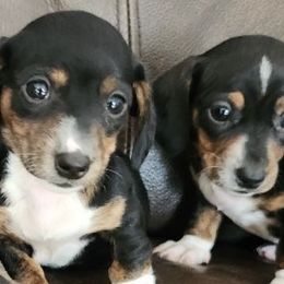 Dachshunds from Jennifer's Dachshunds