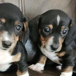 Dachshunds from Jennifer's Dachshunds