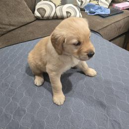 Purple Collar - Golden female Golden Retriever puppy in El Dorado Hills, California from Asperheim Golden Retriever Puppies