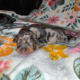 Dapple 2 - Dapple male Dachshund puppy in Magnolia, Texas from J&R Macias Dachshunds