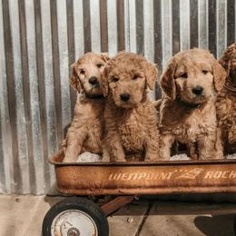 Goldendoodle and Poodle Puppies from Dazzling & Dapper Doodles of MS